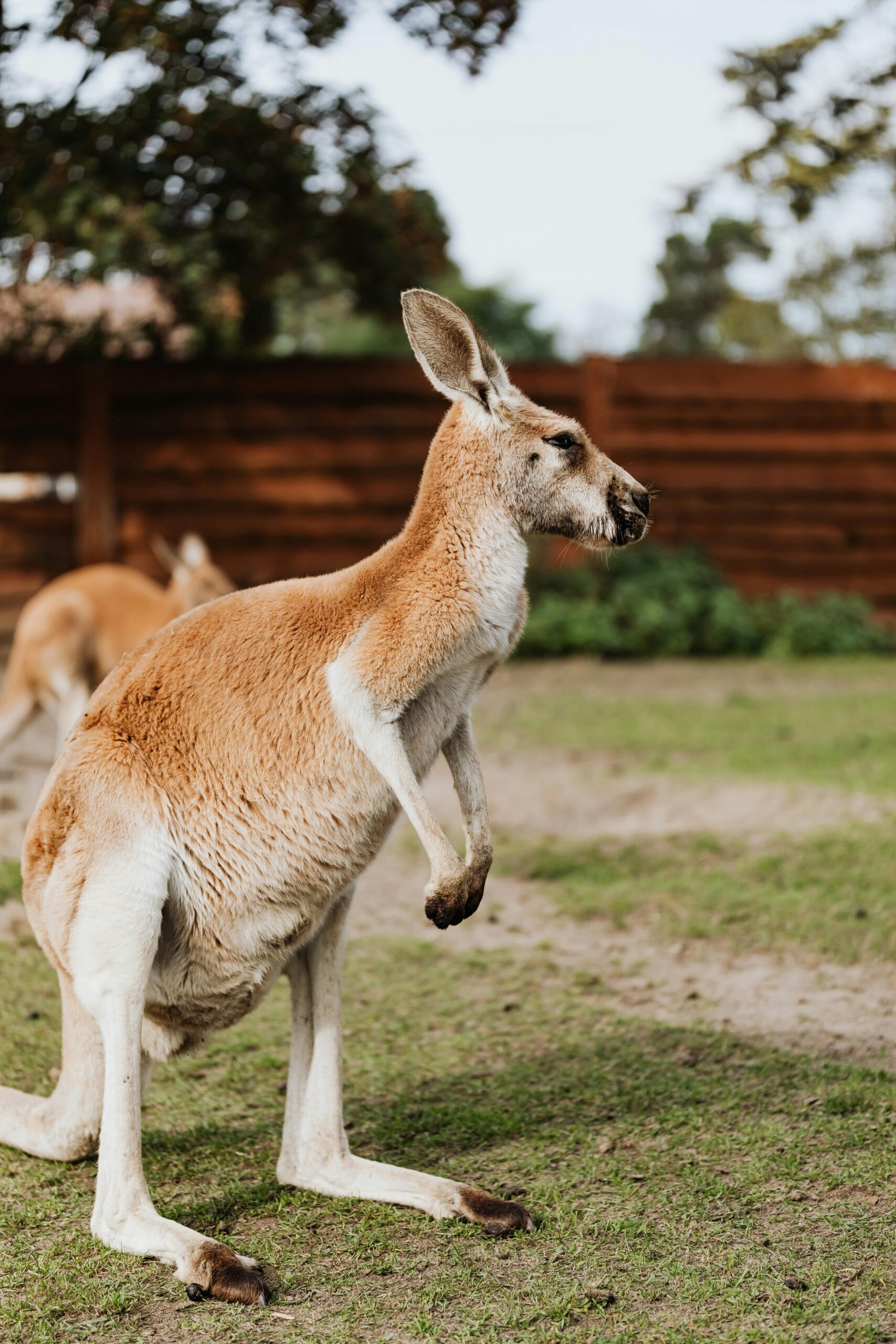 A kangaroo in natural surroundings, showcasing its distinct features in a sunny outdoor setting.